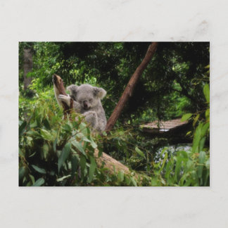 Koala Postkarte