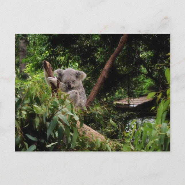 Koala Postkarte (Vorderseite)