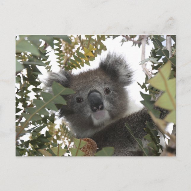 Koala Postkarte (Vorderseite)