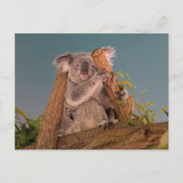 Koala Postkarte