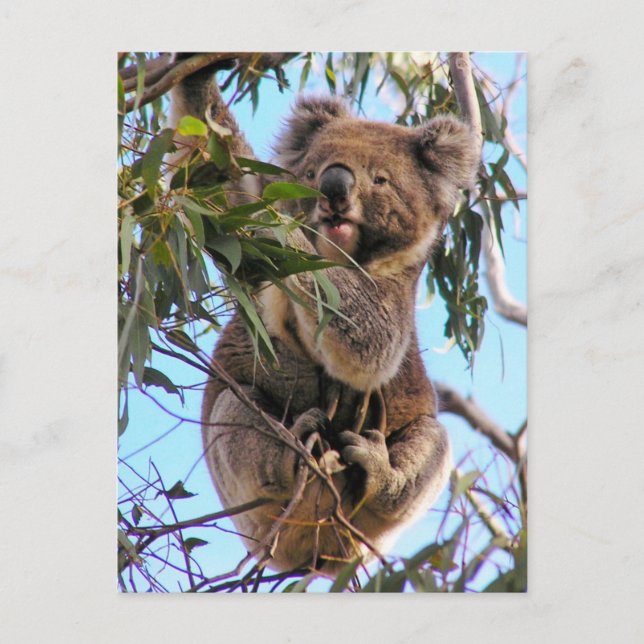 Koala-Postkarte Australien Postkarte (Vorderseite)