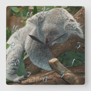 Koala Quadratische Wanduhr