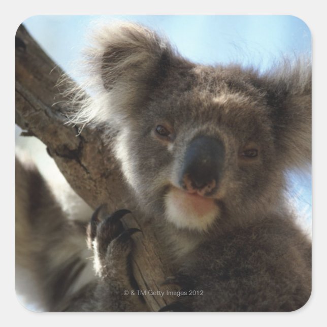 Koala Quadratischer Aufkleber (Vorderseite)