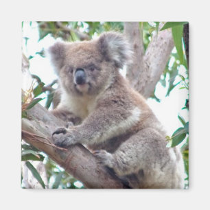 Koala-quadratischer Magnet