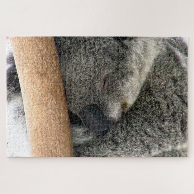 Koala Schlaf (Horizontal)