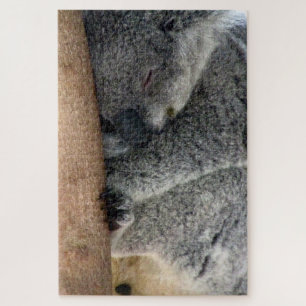 Koala Schlaf