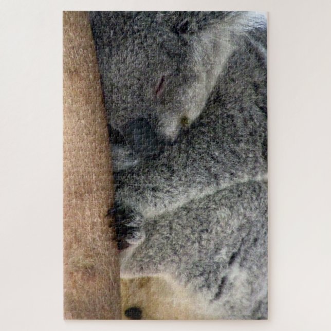 Koala Schlaf (Vertikal)