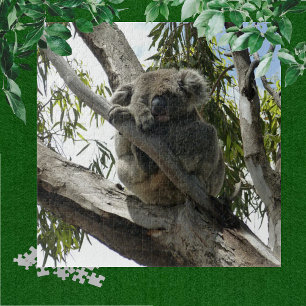 Koala - Schlafen