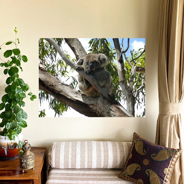 Koala - Schlafen Poster (Von Creator hochgeladen)
