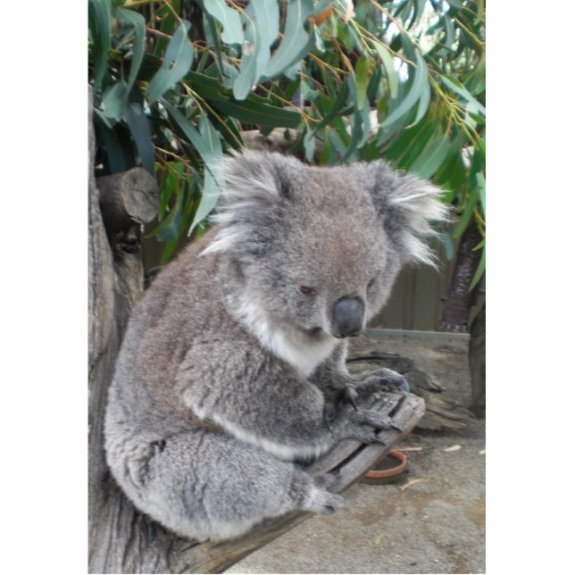 Koala-Skulptur Freistehende Fotoskulptur (Vorne)