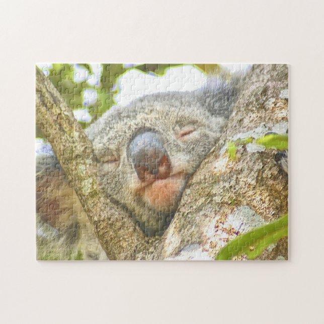 Koala Sleeping (Horizontal)