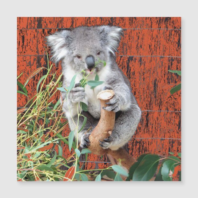 Koala Snack Time Magnetkarte (Vorderseite)