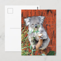 Koala Snack Time Postcard