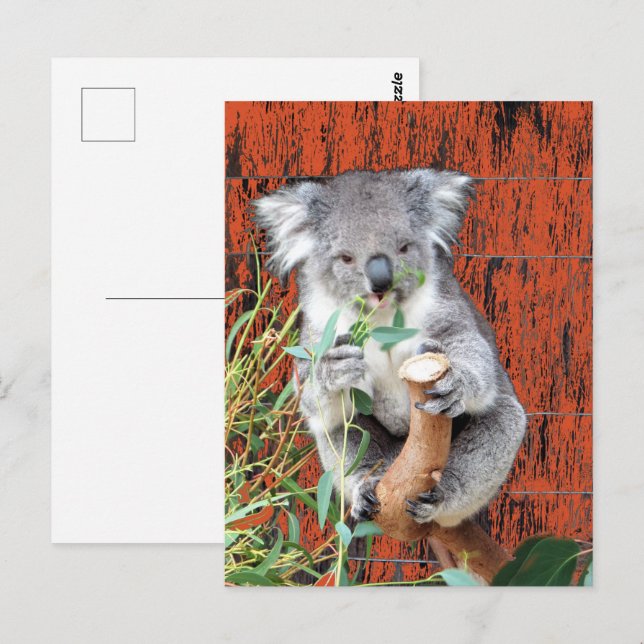 Koala Snack Time Postcard Postkarte (Vorne/Hinten)