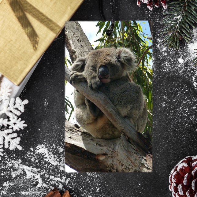 Koala - Spendentags Geschenkanhänger (Von Creator hochgeladen)