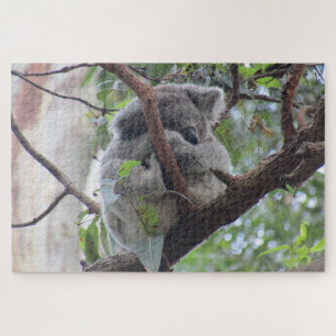 Koala-Süße