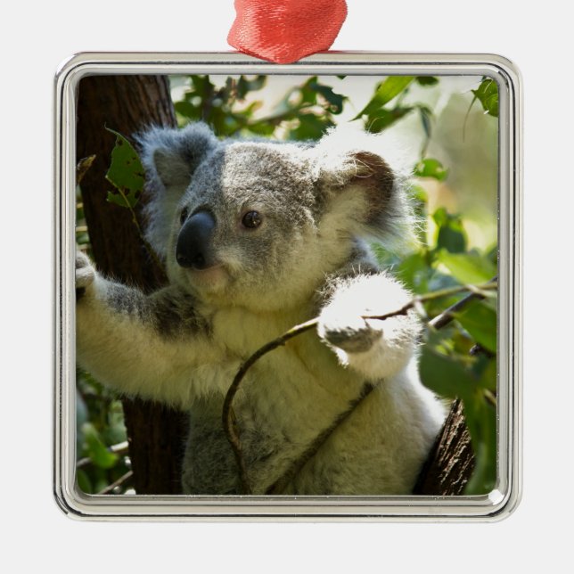 Koala Süsse Ornament Aus Metall (Vorne)