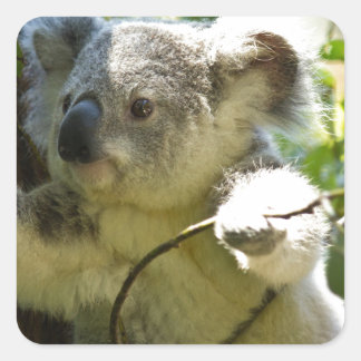Koala Süsse Quadratischer Aufkleber