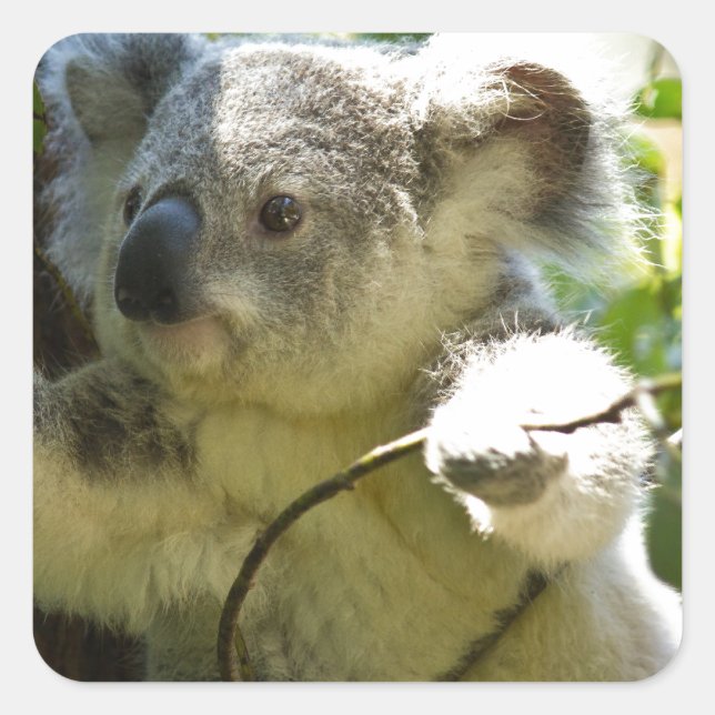 Koala Süsse Quadratischer Aufkleber (Vorderseite)