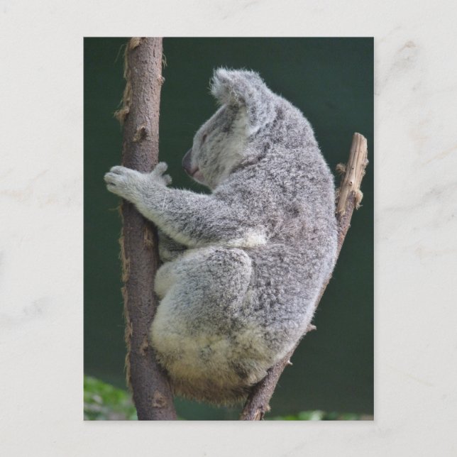 Koala-Umarmung Postkarte (Vorderseite)