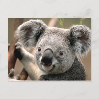 Koala un animal unico postkarte