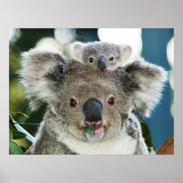 Koala und Cub Poster (Vorne)