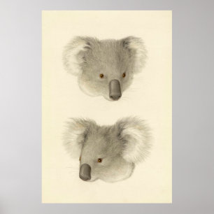 Koala Watercolor Große Zeichnend Printwerbung Poster