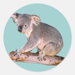 Koala-Zeichnen Runder Aufkleber