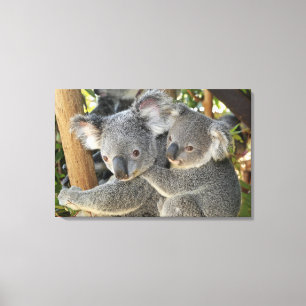 KoalaPhascolarctos cinereus Queensland. Leinwanddruck