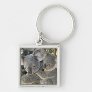 KoalaPhascolarctos cinereus Queensland. Schlüsselanhänger