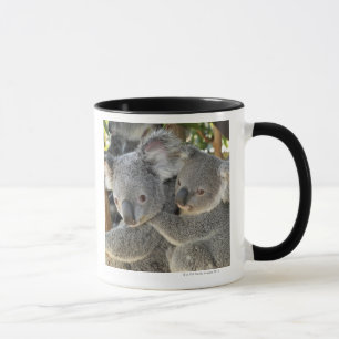 KoalaPhascolarctos cinereus Queensland. Tasse