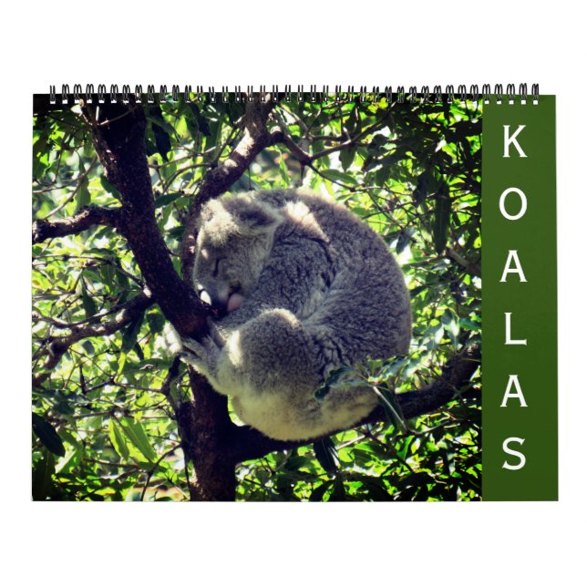 Koalas 2025 großer Kalender (Titelbild)