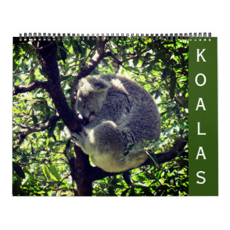koalas 2027 grand calendrier