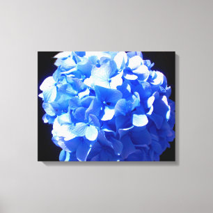 Kobaltblau Blütenblütenelegante Hydrangeas Leinwanddruck