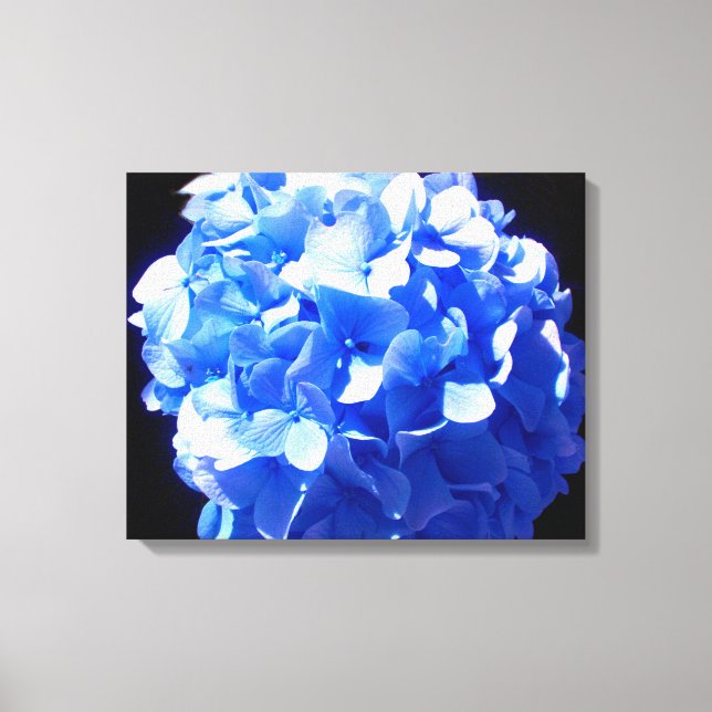 Kobaltblau Blütenblütenelegante Hydrangeas Leinwanddruck (Vorderseite)