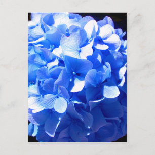 Kobaltblaue florale elegante blaue Hortensien Postkarte
