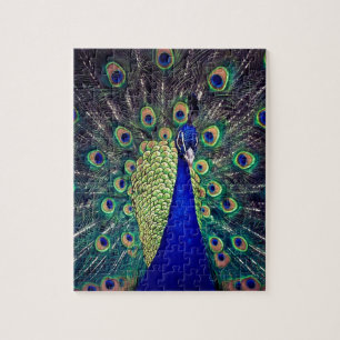 Kobaltblauer Pfau