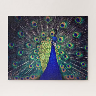 Kobaltblauer Pfau
