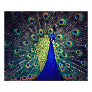 Kobaltblauer Pfau Fotodruck