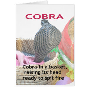 Kobra in einem Korb bereit zum Sprengen des Feuers