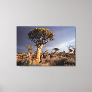 Köcherbäume (Aloe Dichotoma) Leinwanddruck