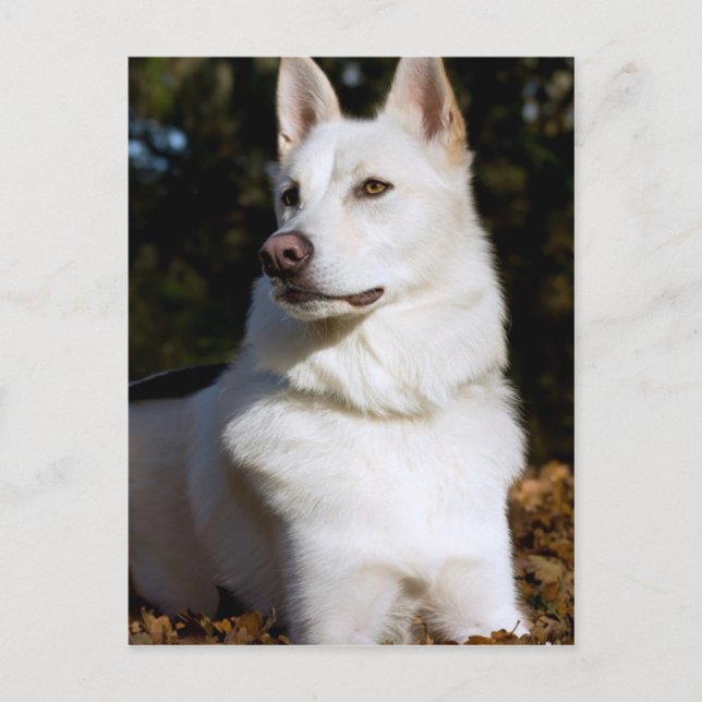 Kodah Der weiße Schäferhund Wolfdog Postkarte (Vorderseite)