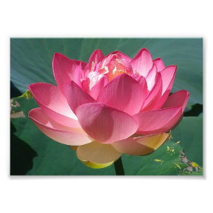 KODAK Print Pink Lotus Fotodruck