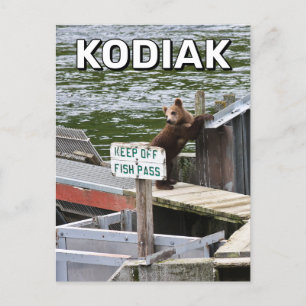 Kodiak Bär bricht die Regeln Postkarte