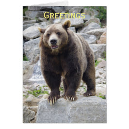 Kodiak Bär Stehend auf einem Felsen