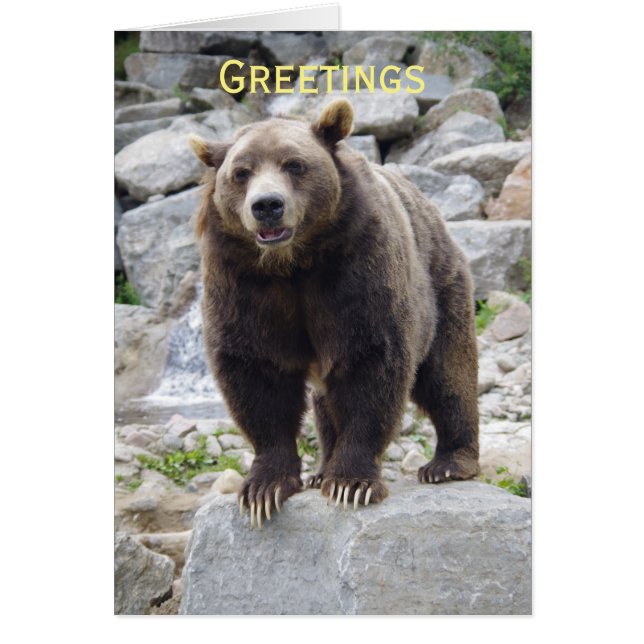 Kodiak Bär Stehend auf einem Felsen (Vorne)