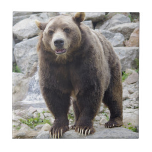 Kodiak Bear Fliese