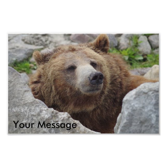 Kodiak Bear Fotodruck (Vorne)