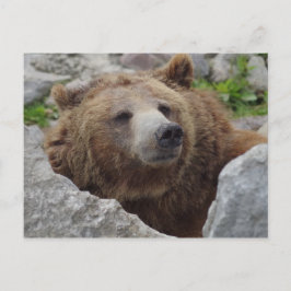 Kodiak Bear Postkarte