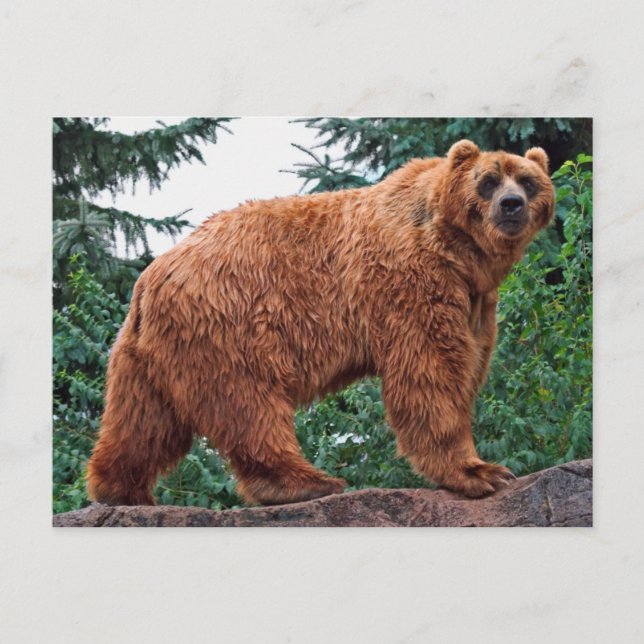 Kodiak Bear Postkarte (Vorderseite)